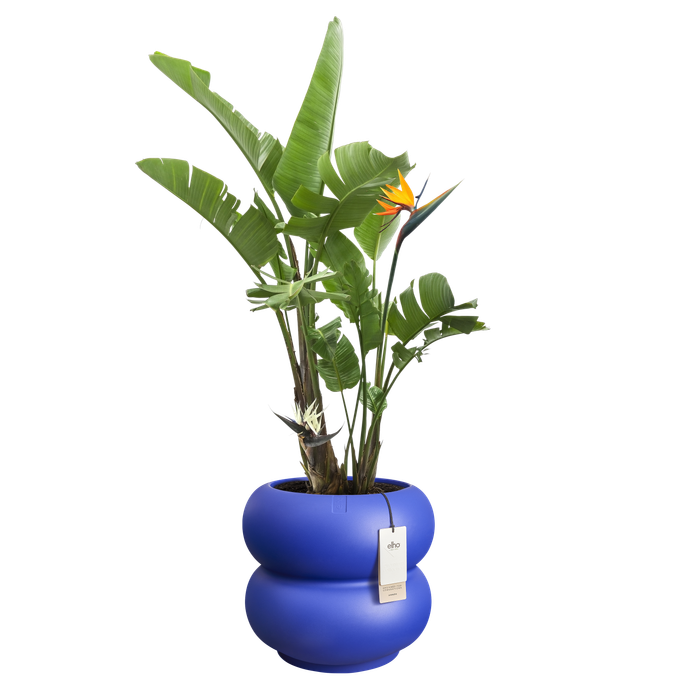 amber roll low 43cm royalblau